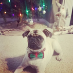 the very cute pugs