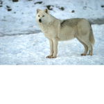 The Arctic Pack