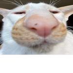 Asedge