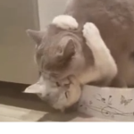 Cats Again