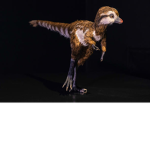 For Dino Fans