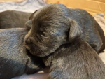 BRUCECUTE