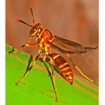 Wasp Line