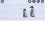 Pinguïns