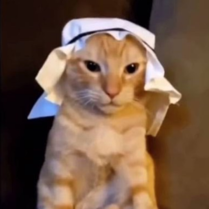 habibi cat Roblox decal