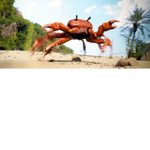 mR cRaBs ravE