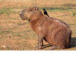 capybara special forces