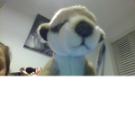 meerkat fan