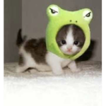 DinoNuggie Fan Group