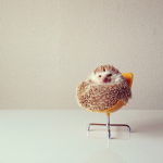 hedgehogs will fly one day >:3