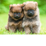 ♥ Dogs & Puppy Lovers ♥