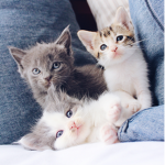 Meow Meow Hotel