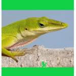 lizard battles