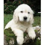 Puppy Fan Group!!!