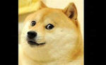 dog angry need money >:D