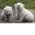 I LOVE POLAR BEARS!!!