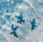< Blue butterfly hill >