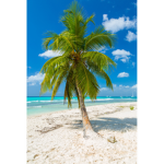Palm Tree Club