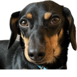 My dachshund