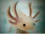 axolotl9109