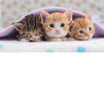 Animal paw!!!