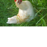 The Army of Chickens