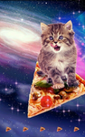 cat kawaii fish fans