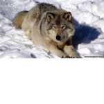 wolf finders