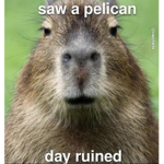 Capybaras are hot