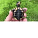 military turtle team