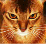 The Cat Person Group