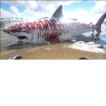 Team Shark Forever