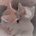 · ᴇᴜᴘʜᴏʀɪɪᴀ ·
