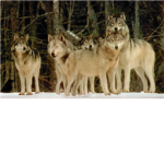 Pack of Wolfes