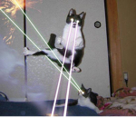 Cats n' Cattos galore