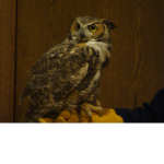 Rainbow owl's fan group