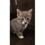 it’s cat time yes I can’t wait I have been waiting