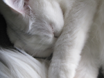 morgatori
