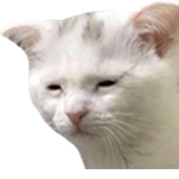The Cat Obby