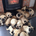 the pugs United