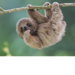TheSlothFanGroup!