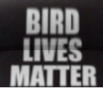 Bird Lives Matter [BLM]