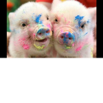 Piggy_Roxy