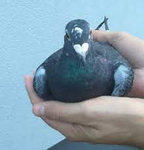 Incomplete Productions
