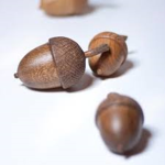 Ekollon.