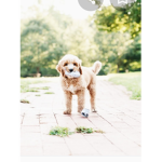 The cool kids club pup!