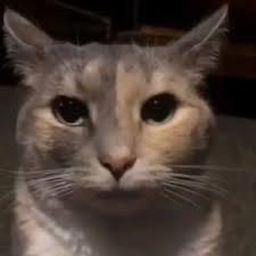 Gato meme world (Back)