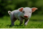 PiG qUeEnS ### #####
