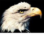 「White Eagle」