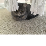 Zodiac cat